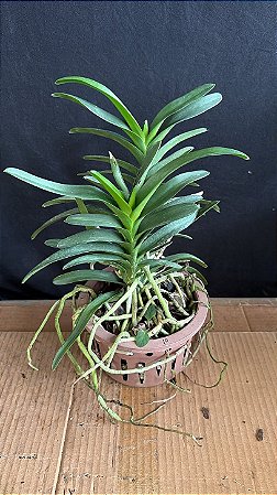 Vanda Dupla 10