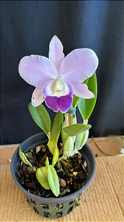 Lc. Mini Purple Coerulea 'Suzuki' 1 - Botao