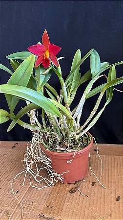 Cattleya Orquidaceas Primeiro Amor - Florida + Vaso Cheio