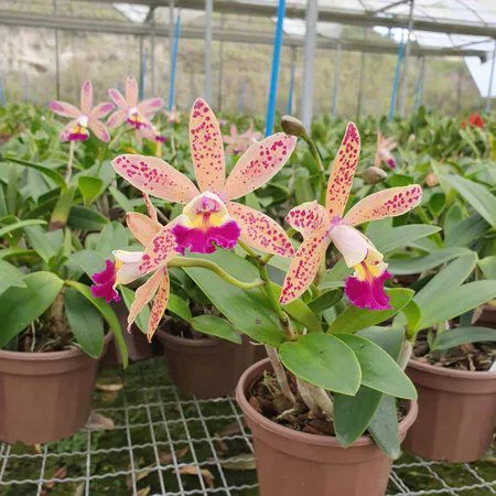 CAttleya Tropical Pointer 'Cheetah' 1 - Vaso Super Cheio