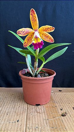 CAttleya Tropical Pointer 'Cheetah' 2 - Florida (Bem Amarela)