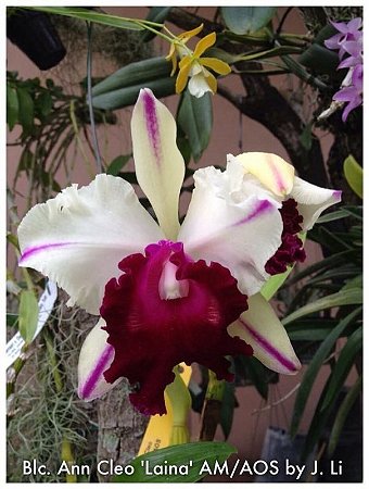 Blc. Ann Cleo 'Laina' - Botao