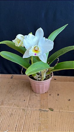 Lc. (Anceps x Jaguariuna) - Florida