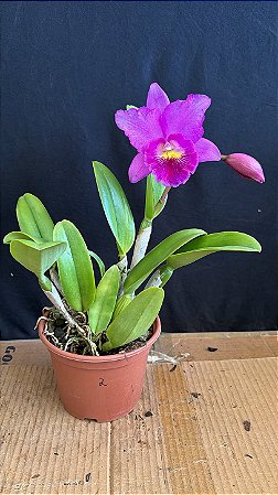 Pot. Hsinying Pink Doll 2 - 2 Flores