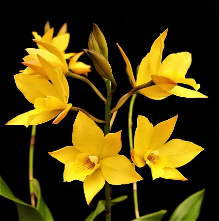 Iwanagara Appleblossom 'Golden Elf' 1 - 2 Hastes