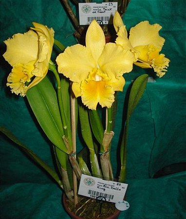 Blc. Delta King 'Tangerglow' 1 - 2 Espatas Florais (Botoes)