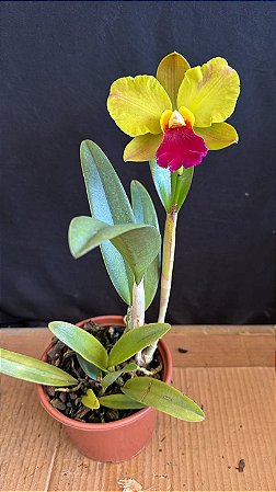 Blc. Red Gold 3 - Florida