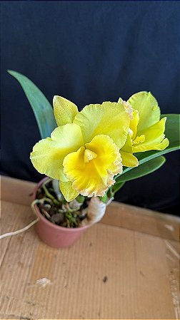 Blc. Moon Star 1 - 3 Flores