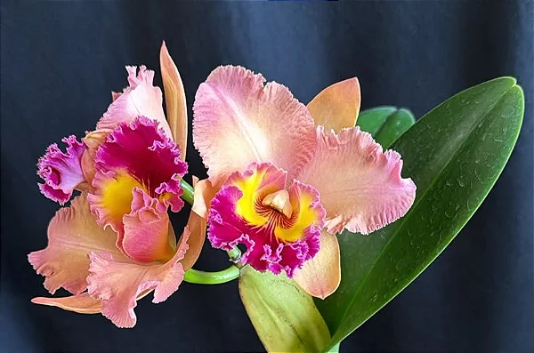 -SEMENTEIRA- Blc. (Mirian Suzuki 'Rotunda' x William Farrel 'Pastel Parade') 2 - Espata Floral