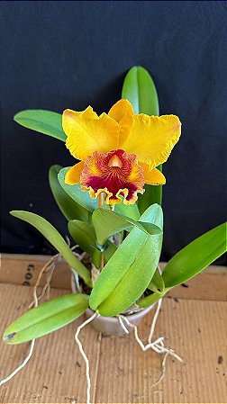 Blc. Mirian Suzuki 'Sunset' - Florida + Frente com Espata (Vaso Cheio(