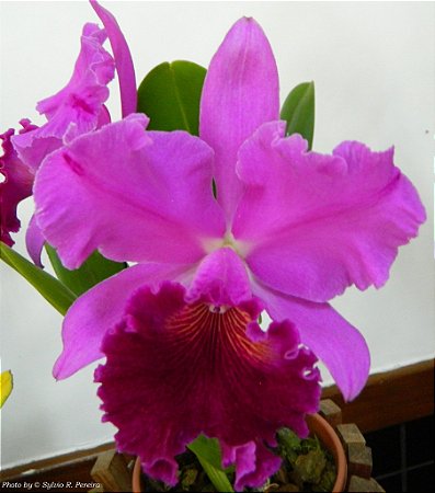 Cattleya Amy Wakasugi 'Yamanashi' 3 - Botoes