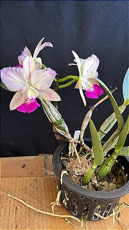 Cattleya Walkeriana Semi-Alba Tokutsu - 4 Flores Flameadas