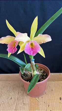 Blc. (Amazing Thailand x Maikai Mayumi) 1 - 2 Flores (Amarela Top)