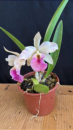Blc. (Amazing Thailand x Maikai Mayumi) 2 - 2 Flores (Creme com Rosa)