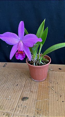 Laelia (Pumitans x Jongheana) - Florida
