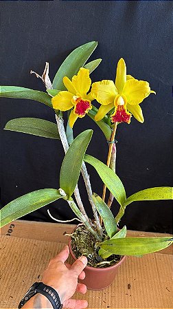 Cattleya (Helen Brown x Granulosa) - Florida Gigante