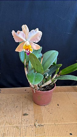 Cattleya (Loddigesii x Tropical Sunset) 1 - Cor Diferente + Vaso Cheio