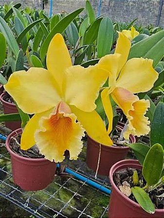 Blc. Suzuki's Golden Stripes 'Creme' - 3 Espatas Florais (Top)