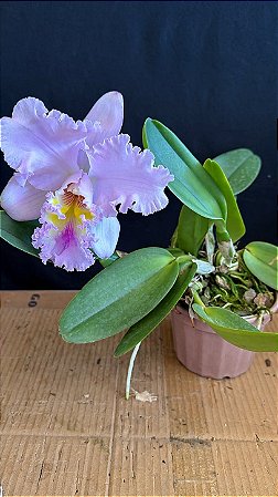 Blc. Thaksina Pink - Florida (Gigante)