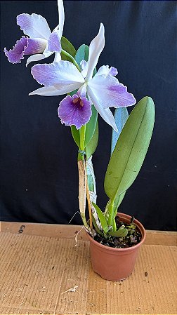 Cattleya C. G. Roebling Coerulea 4 - Florida (Top)