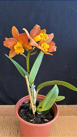 Blc. Pokai Tangerine - Primeira Floracao