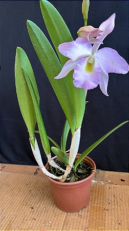 Bc. (Pastoral Innocence x Maikai Mayumi) - Florida*