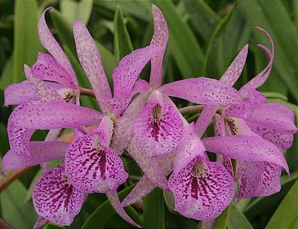 Bc. Maikai Mayumi 3 - Vaso Cheio + Espata Floral