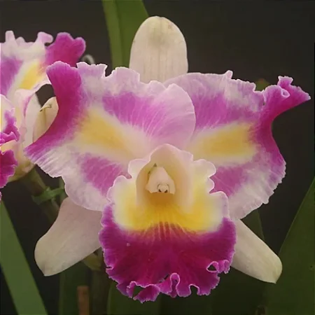 Cattleya (Colorama x Irene Finney) - 2 Frentes com Botoes