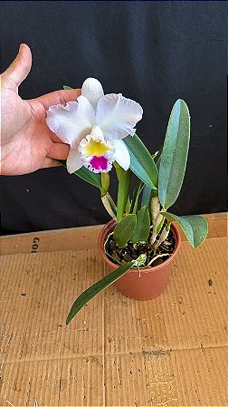 Lc. Pure Soul 'Yutaka Morimoto' - Florida