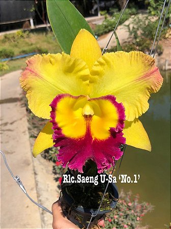 Blc. Saeng U-SA - Botao + Vaso Grande