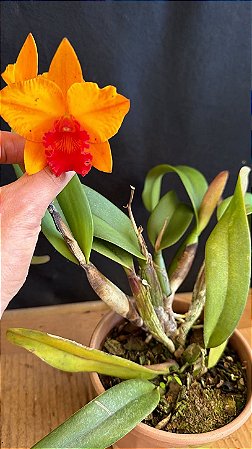 Slc. (Ayrton Senna x Free Spirit) - Laranja Flameada
