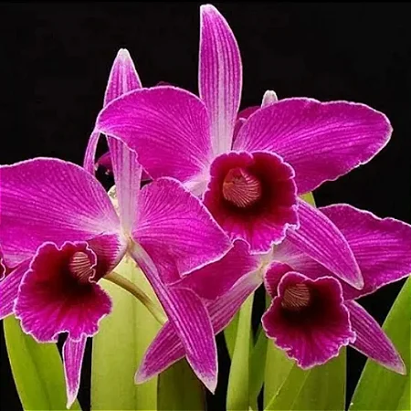 Laelia Purpurata Sanguinea - Espata Floral + 2 Brotacoes