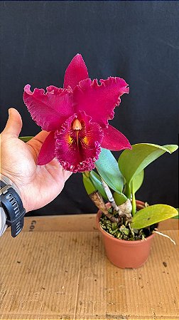 Blc. Chia Lin 'New City' 1 - Florida