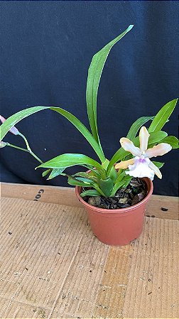 Miltonia Brasileira Hybrid 2