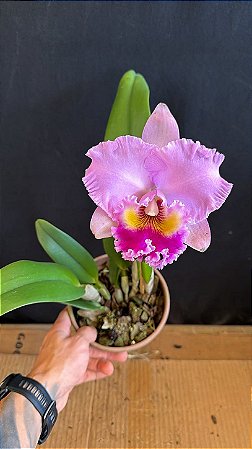 Bc. (Pastoral x Turandot Guaxupe) 2 - Florida