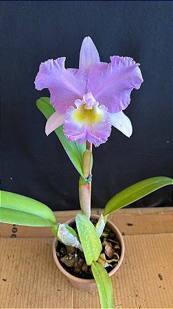 Bc. (Pastoral x Turandot Guaxupe) 3 - Florida
