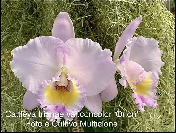 Cattleya Trianae Concolor 'Orion' 2 - 2 Frentes com Botoes