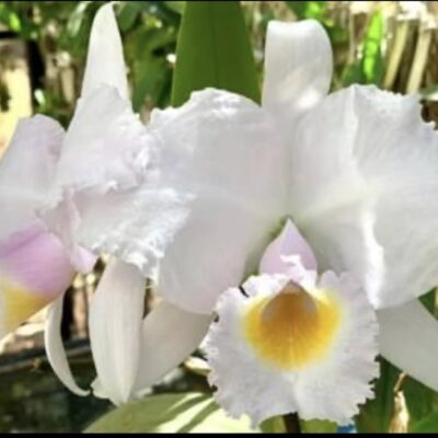 Cattleya Trianae Alba - 2 Espatas Florais
