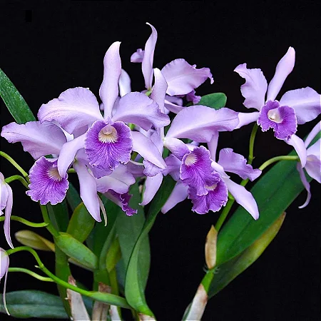 Cattleya Canhamiana Coerulea 'Azure Sky' 1 - Espata Floral + Vaso Cheio
