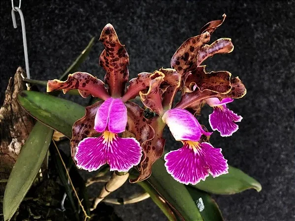 Cattleya Schilleriana - Espata Floral + Vaso Cheio