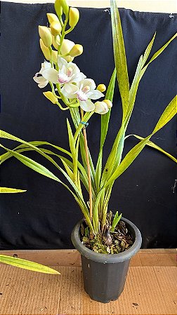 Cymbidium Pleiades 1 - Florido