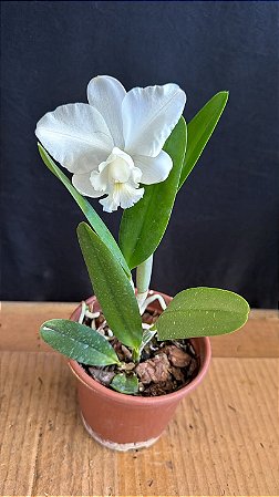 Cattleya (Loddigesii Alba x Dolosa Alba) - Florida