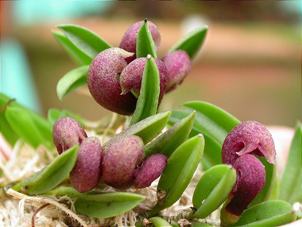 Acianthera Bragae - Pre Adulta (Micro)