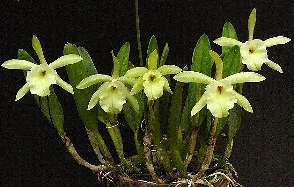 Rhyncholaelia Glauca - Tamanho 3