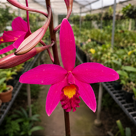 Hoffmansegella Milleri x Laelia Sincorana - Pre Adulta (Sementeira)