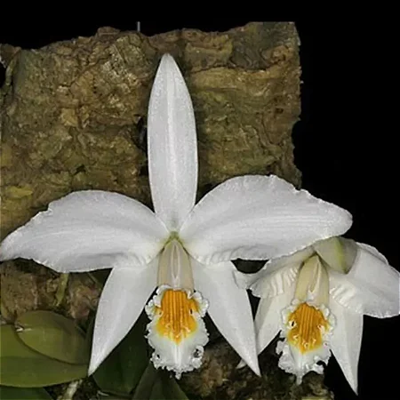 Hadrolaelia Jongheana Alba - Pre Adulta