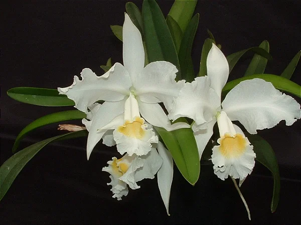 Cattleya Mossiae Alba 'Super White' 1 - Espata Floral