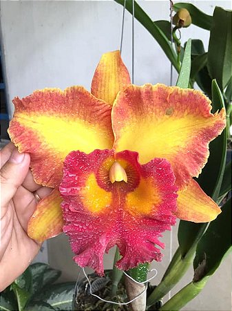 Blc. Chomthong Fancy - 3 Espatas Florais - Orquidário Suzuki