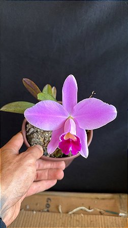 Hadrolaelia Pumila - Florida