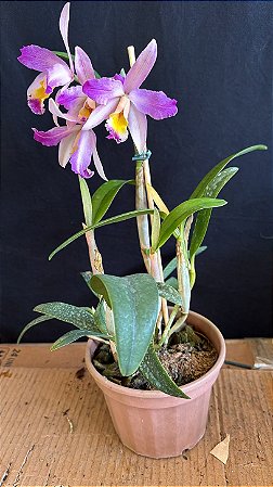 Lc. (Issy x Nobile's Confetti) 2 - Cacho de Flores + Espatas Florais (Flamea)